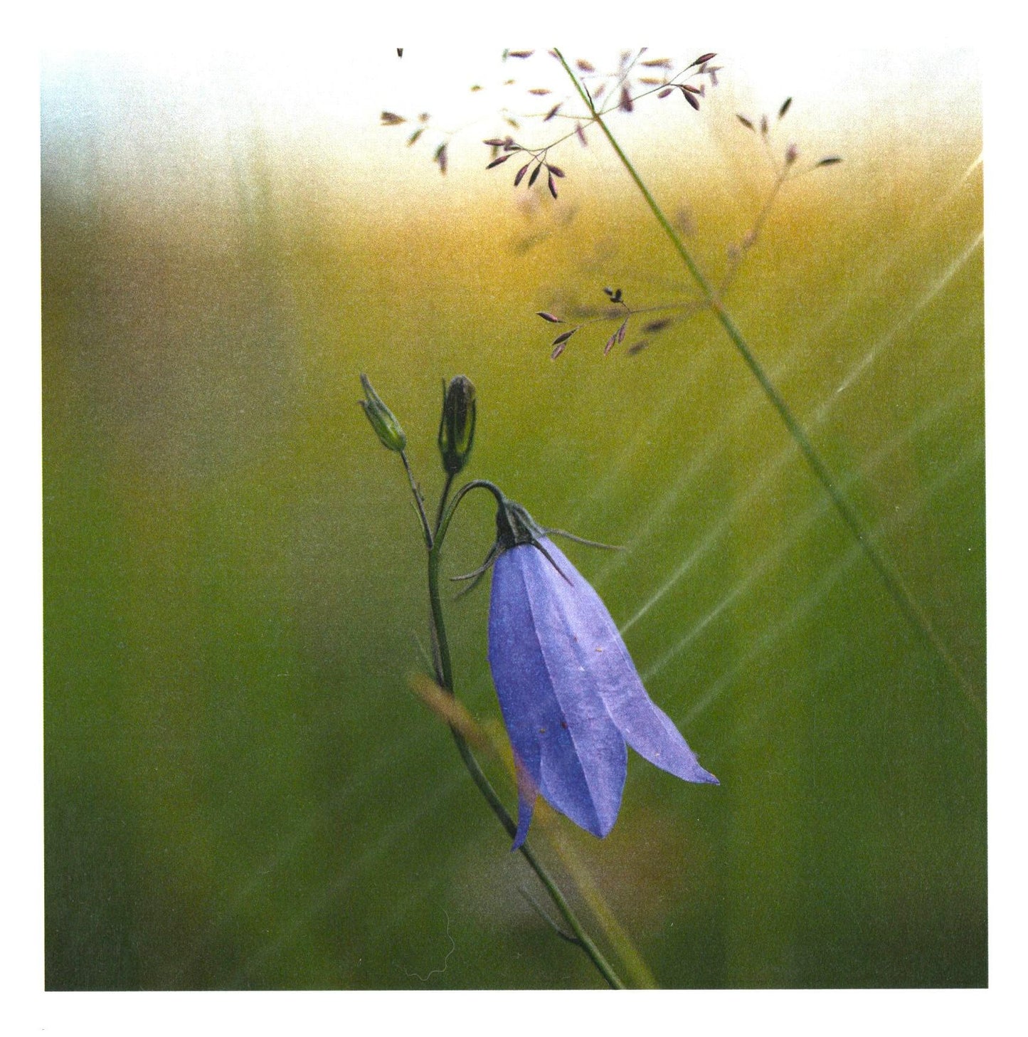 Handstone Photography flower cards