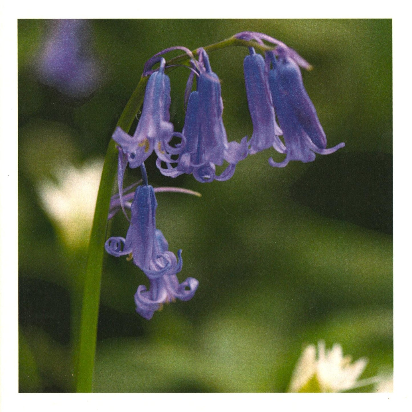 Handstone Photography flower cards