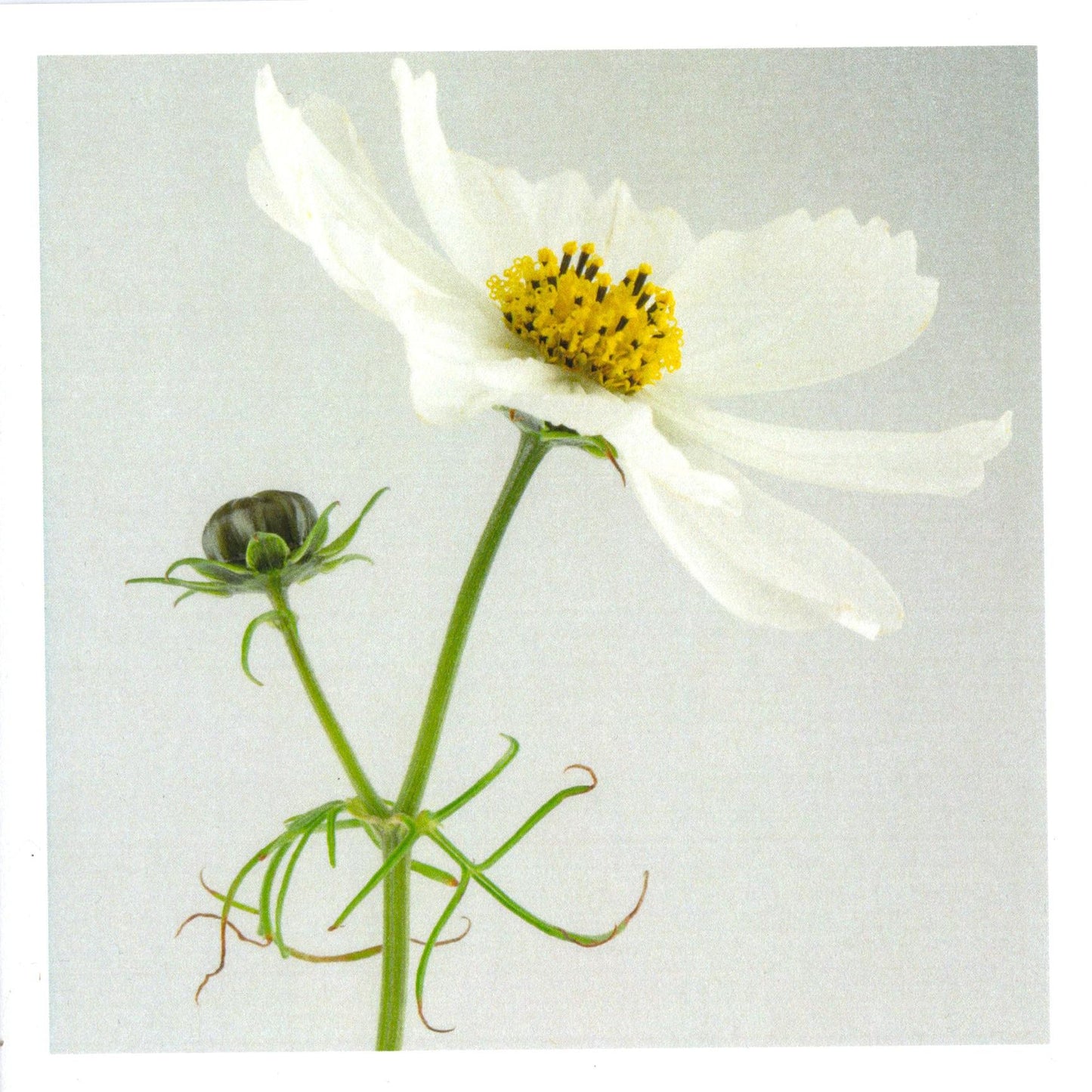 Handstone Photography flower cards