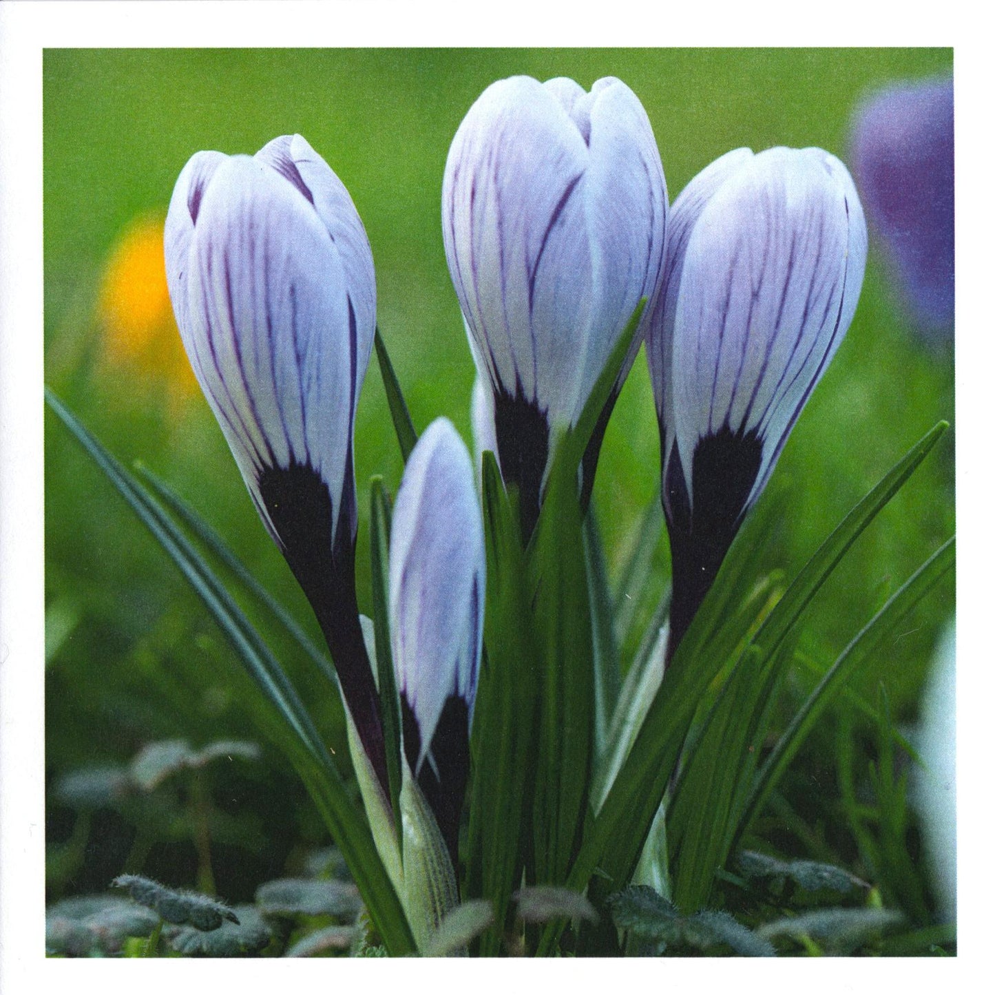 Handstone Photography flower cards