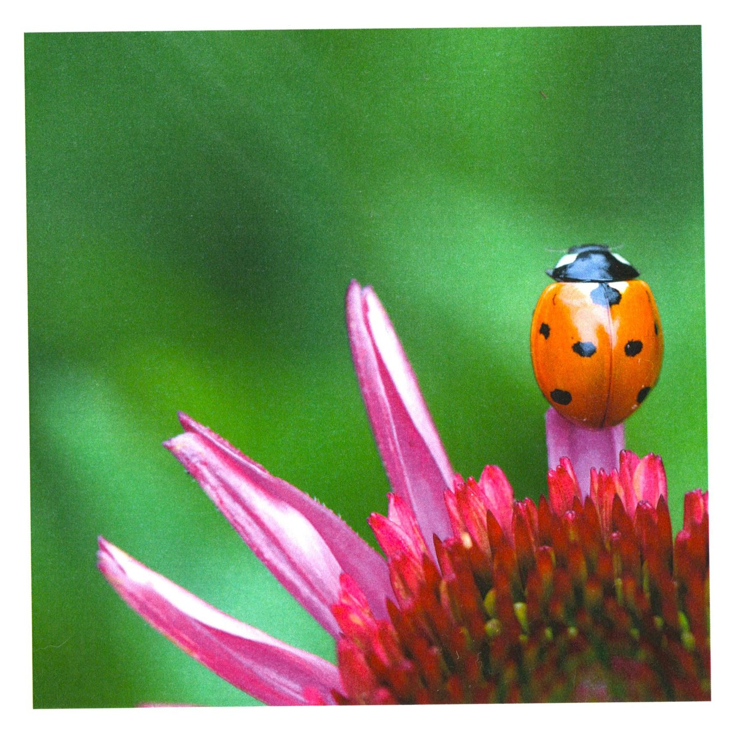 Handstone Photography flower cards
