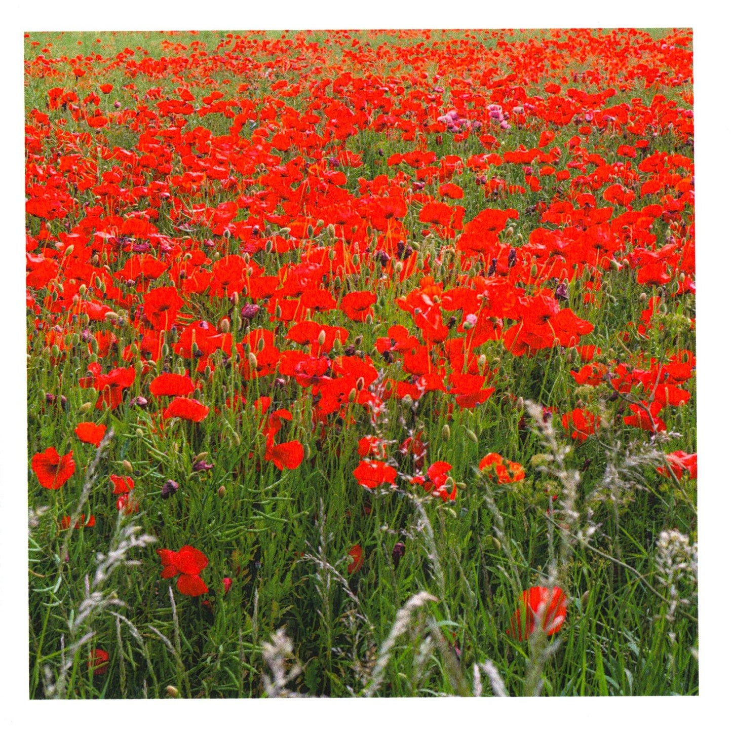Handstone Photography flower cards