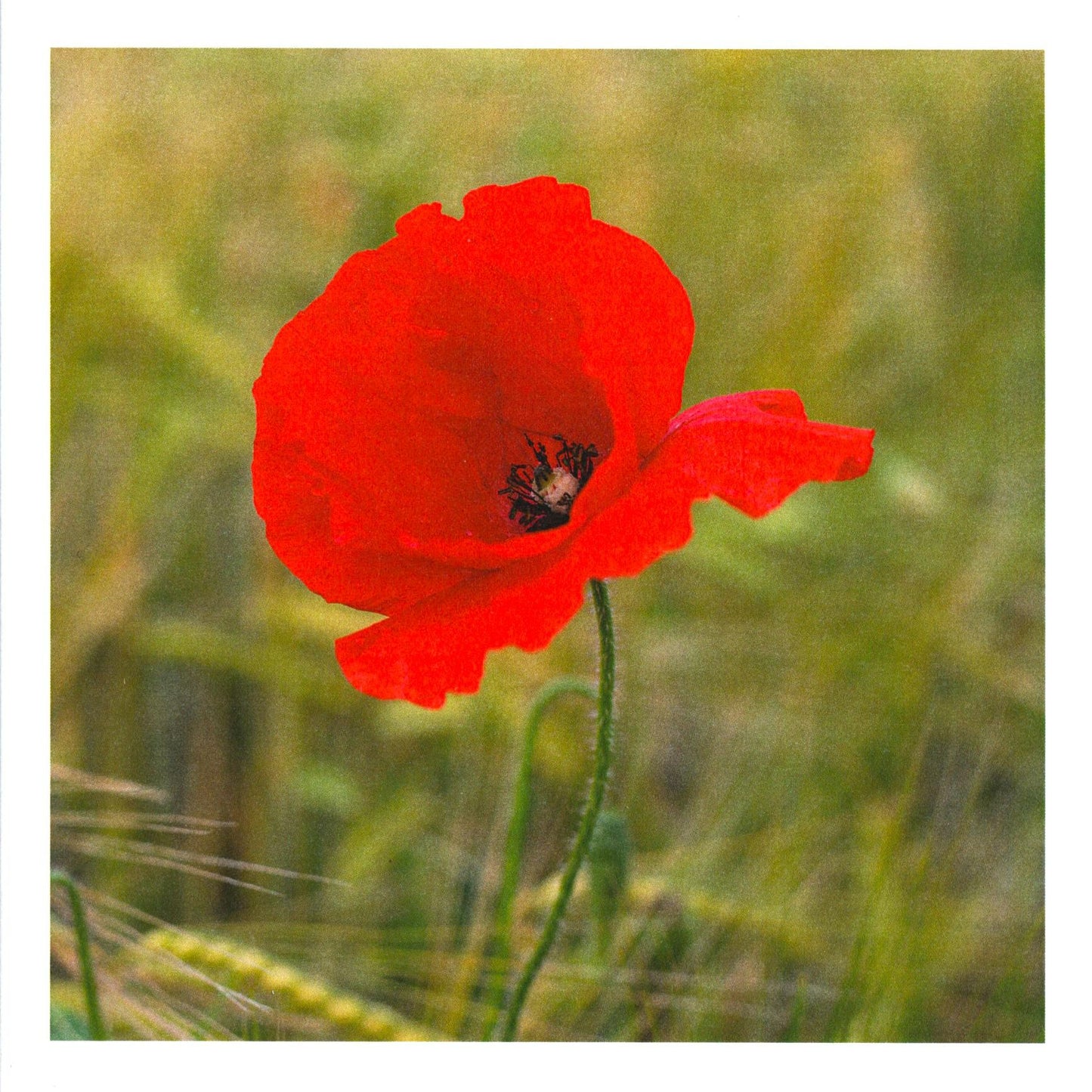 Handstone Photography flower cards