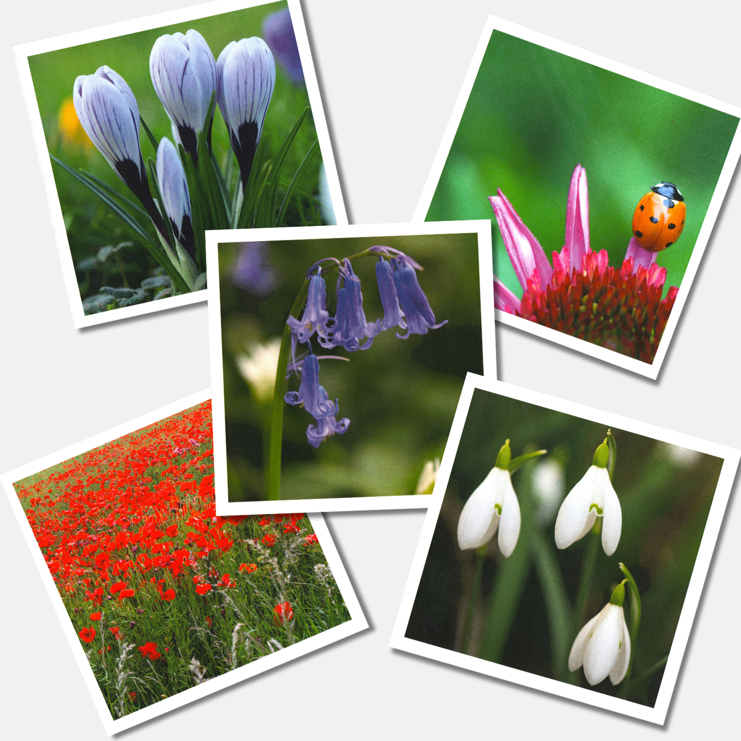 Handstone Photography flower cards