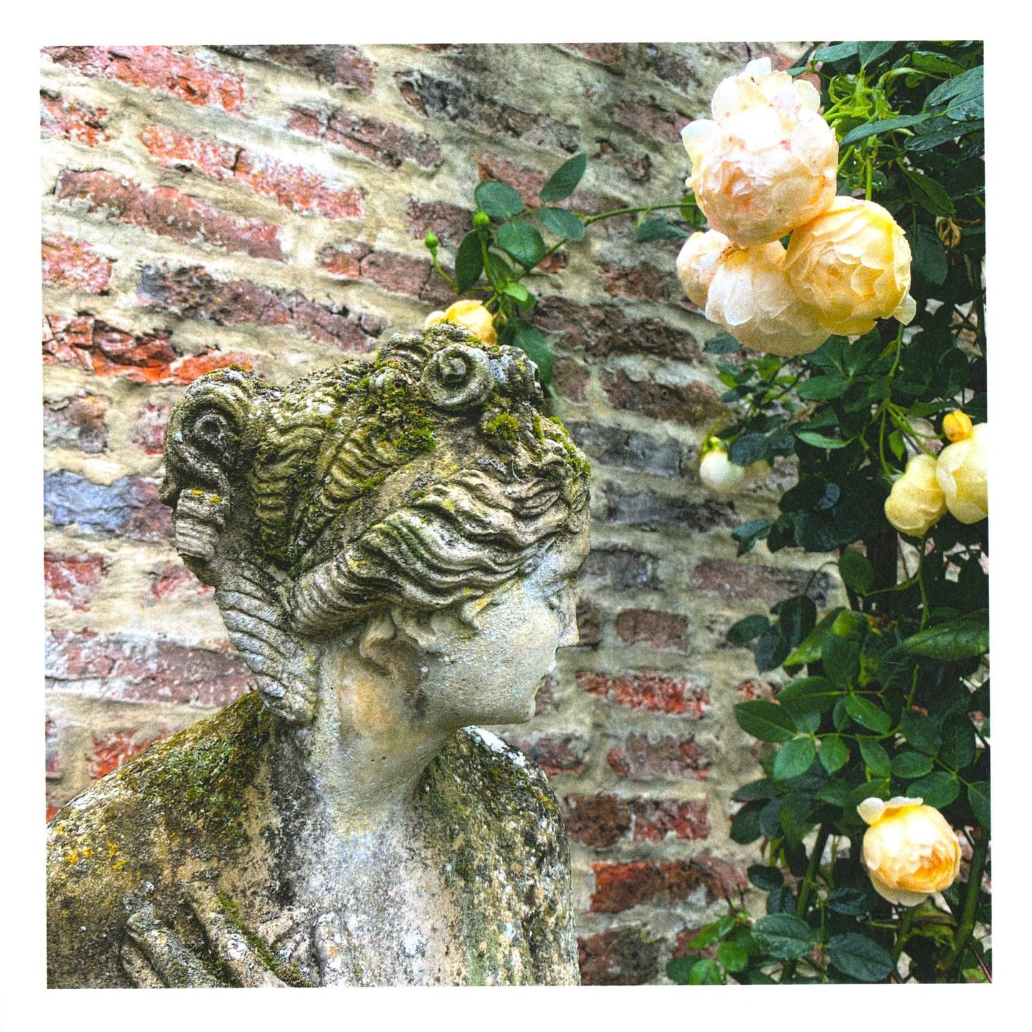 Handstone Photography flower cards