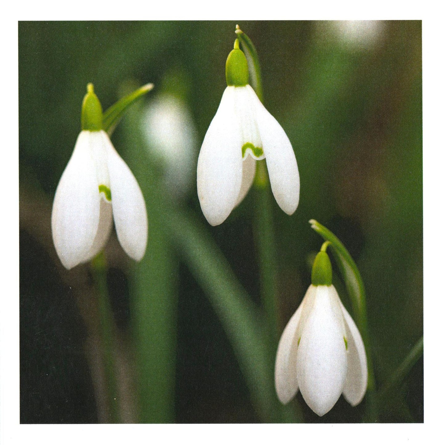 Handstone Photography flower cards