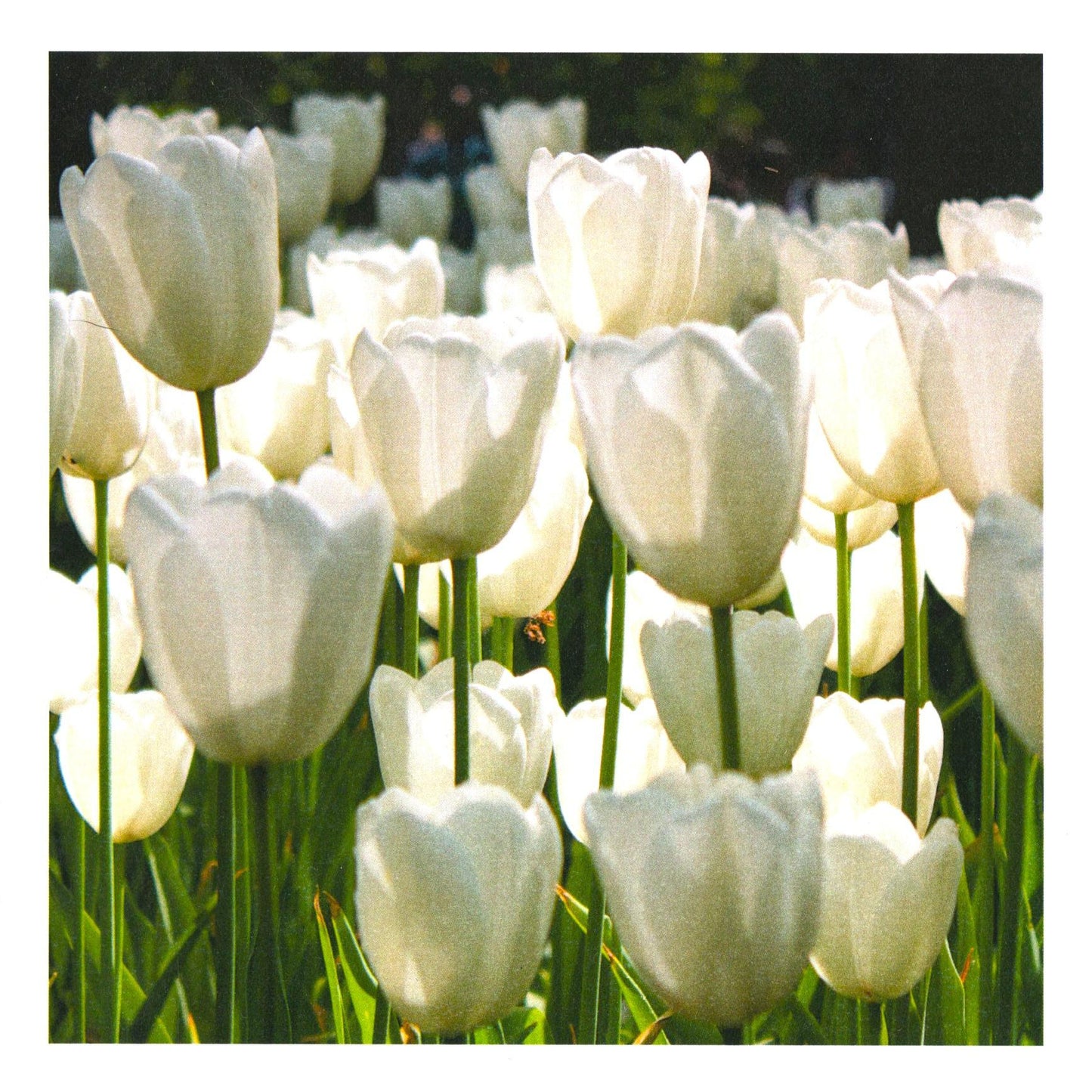 Handstone Photography flower cards