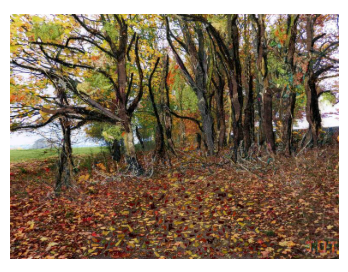 Greeting Card (James Owen Thomas)